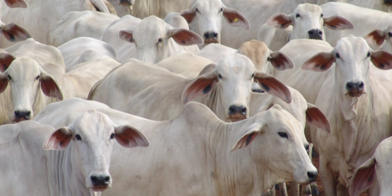 Rinnert: tradição e inovação no agronegócio brasileiro