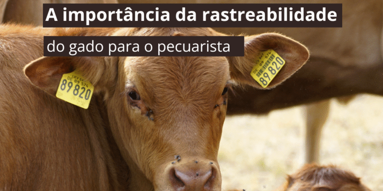 Mercado pecuário exige rastreabilidade do gado e transparência